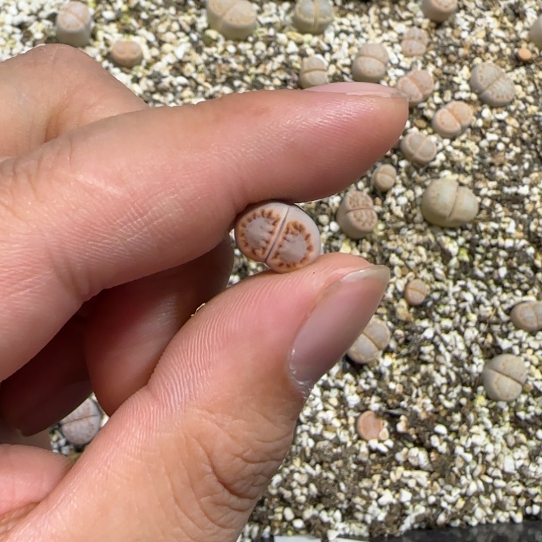 钵***鸡12.12。  饼干。  2022