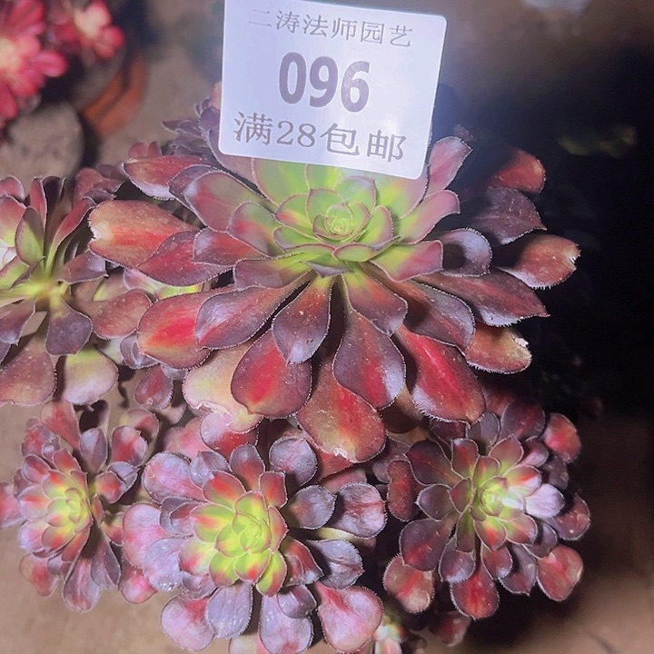 096晚霞多肉植物