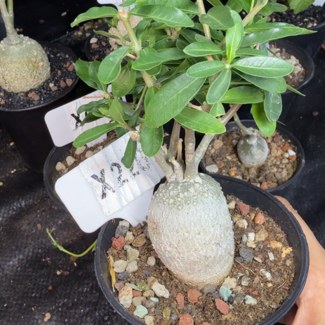 小***驴福利火星人带盆发