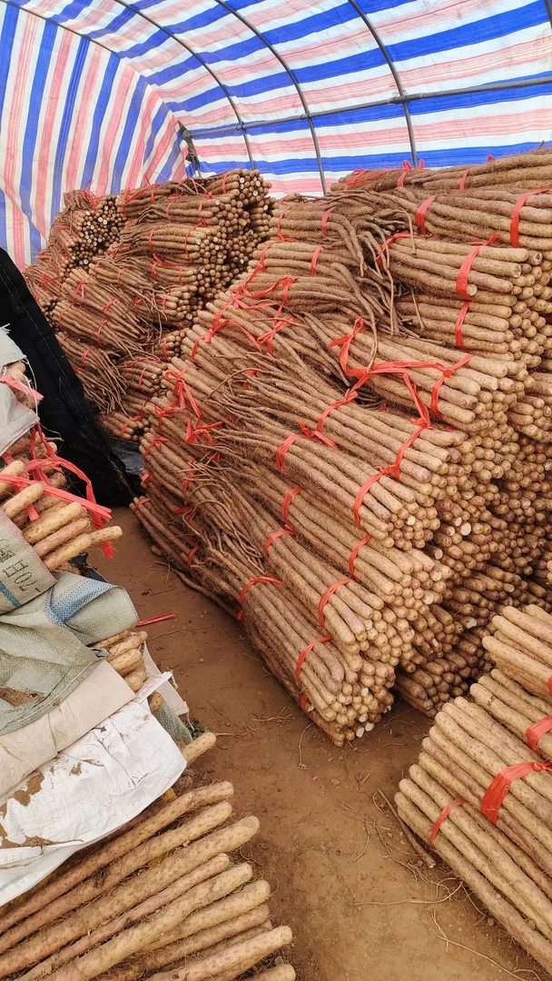 正宗焦作垆土地铁棍山药，经济实惠，好吃不贵38公分2.5kg