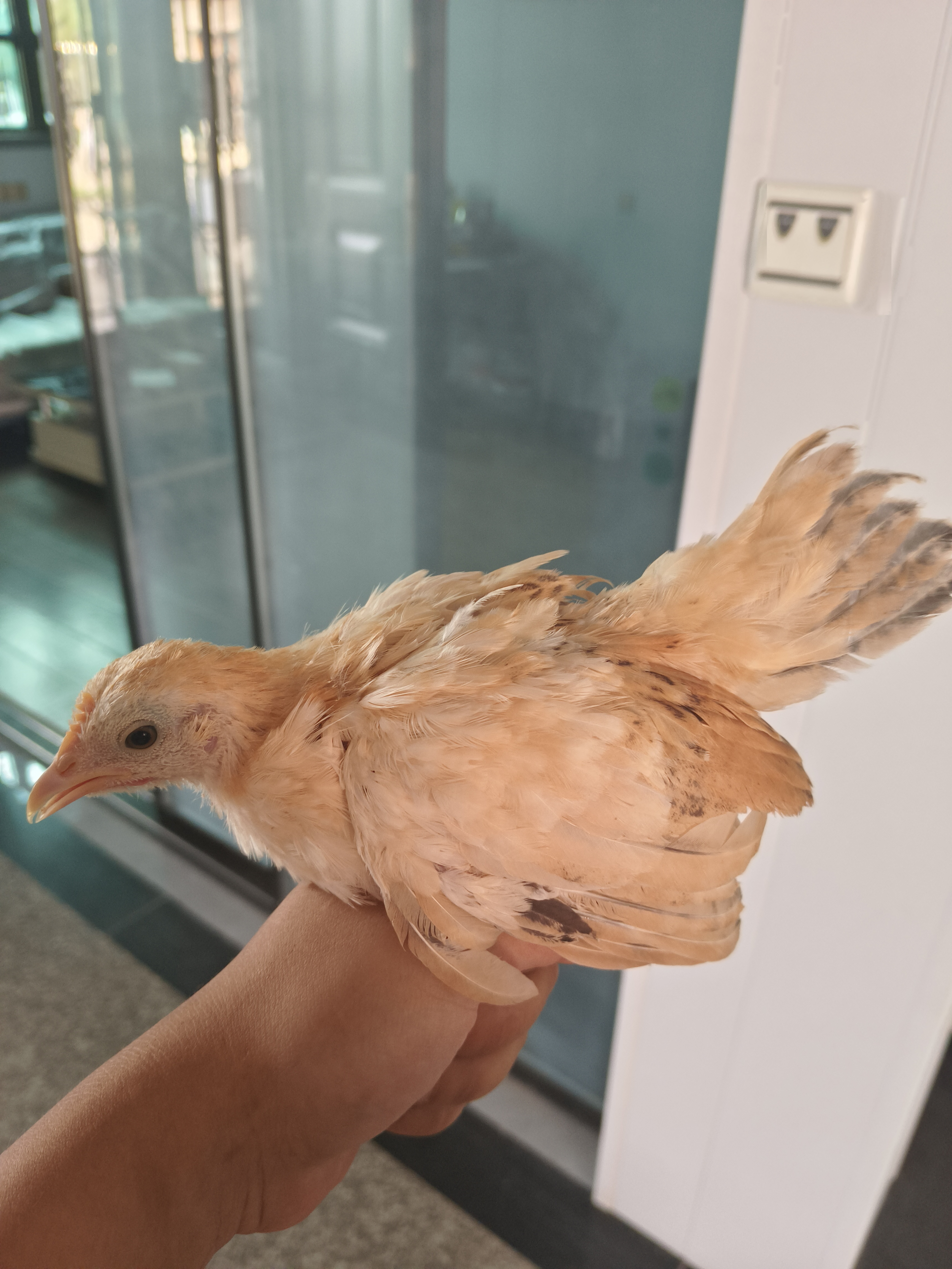 三个月塞拉玛观赏鸡一对