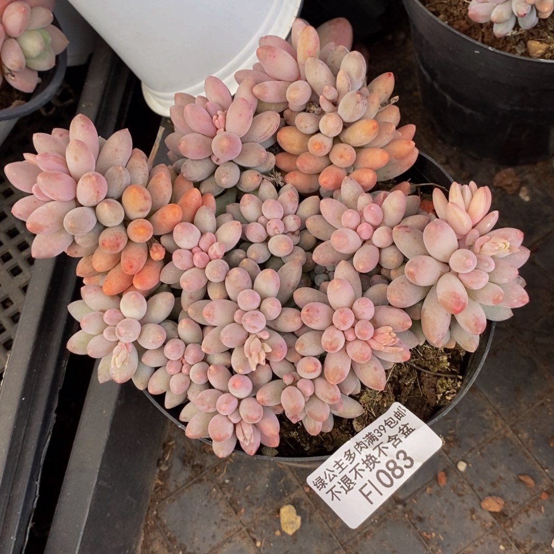 婴儿手指083/10c m