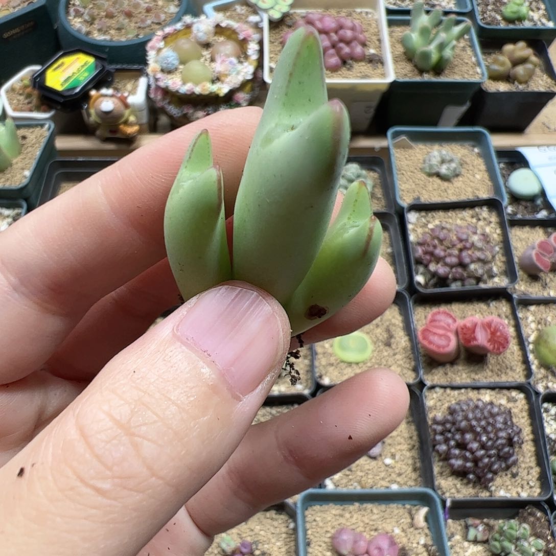 【闪购商品】388 皮卡丘福利