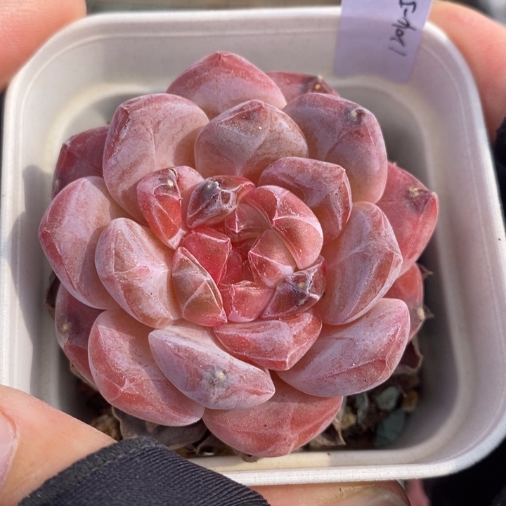 1204-562，粉魄多肉