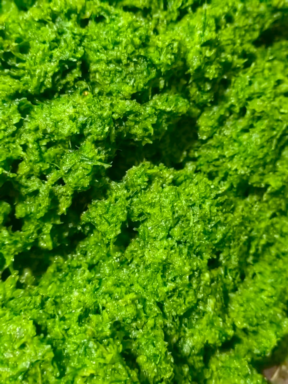 头茬新鲜石碾韭花酱韭菜花拌饭酱拌面酱涮火锅佐料牛羊肉蘸料