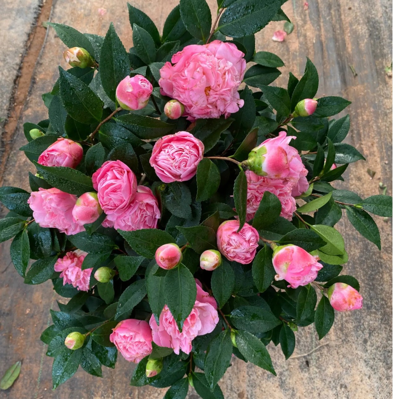 6-7年苗香妃茶花花期长花量大粉色特经典