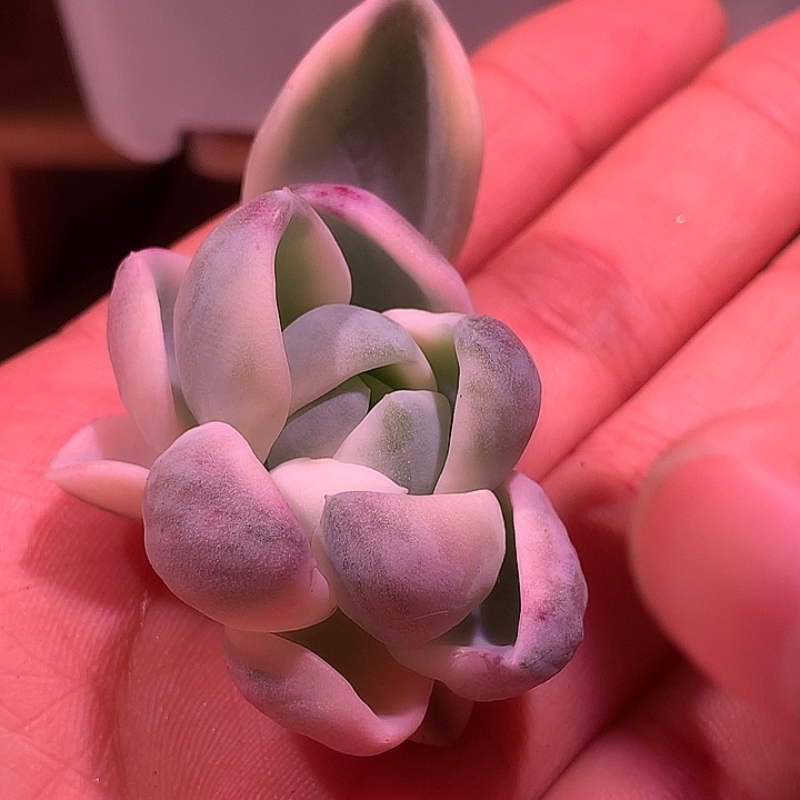 美尻锦锦锦锦锦锦