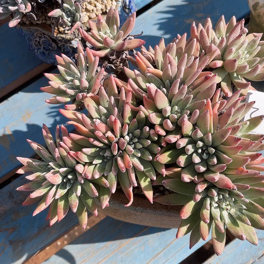 黄绿体法瑞老桩10012