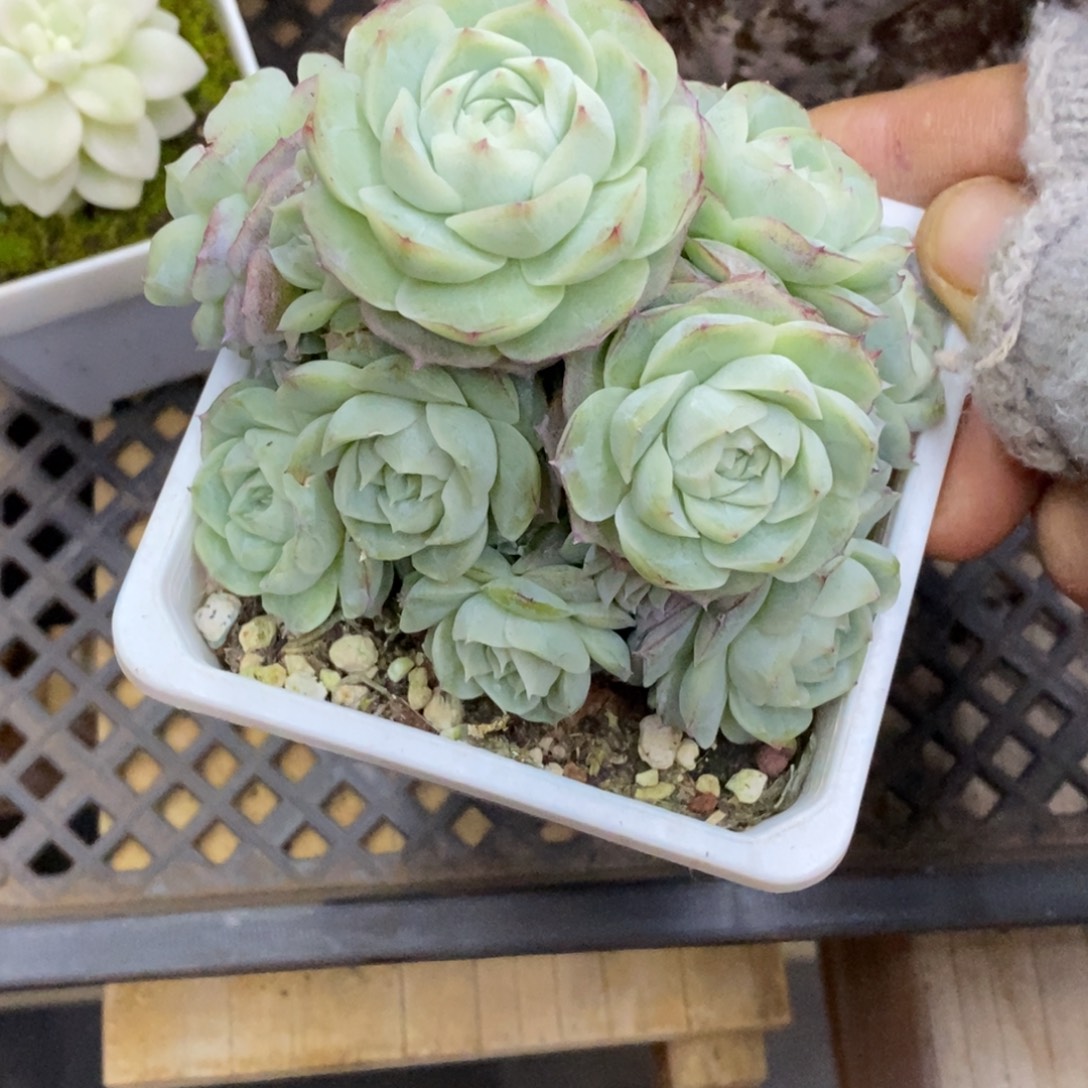 精品多肉一物一拍不包整254