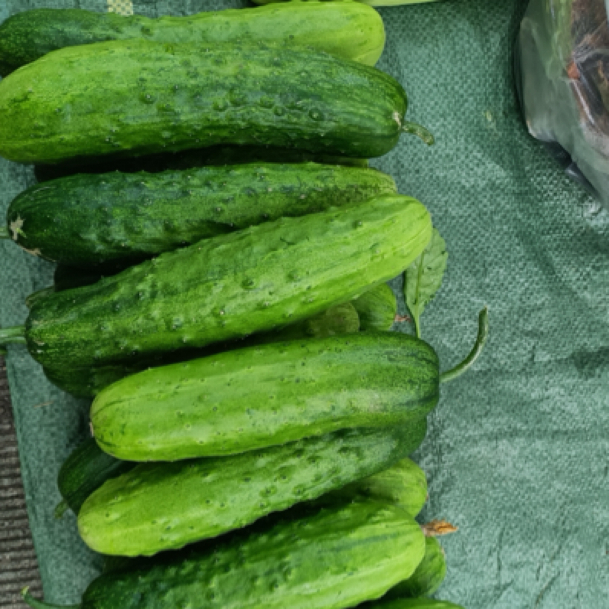 边境大集现收黄瓜