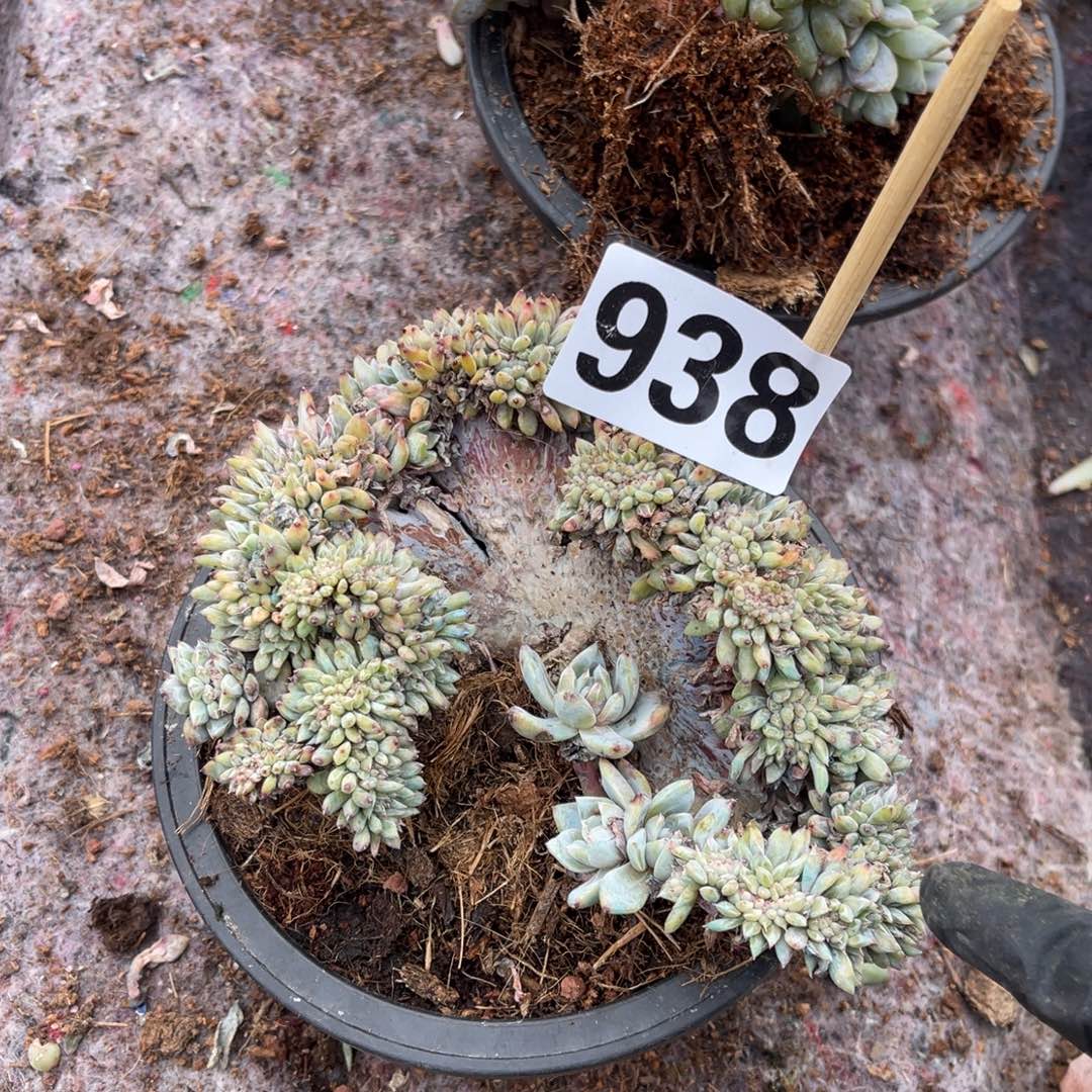 芝****938号158899999999