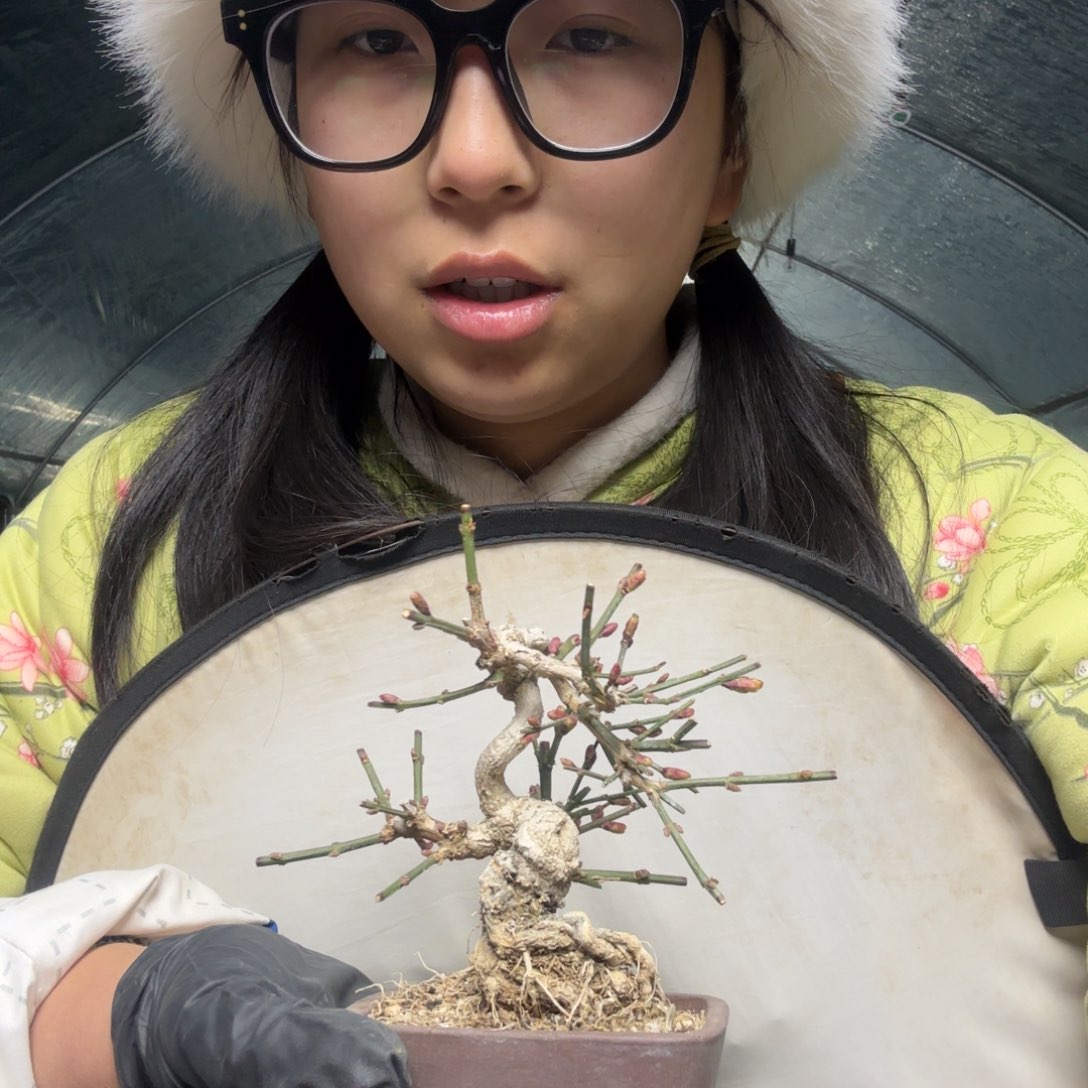 迎春花阿*迎春花盆景盆栽