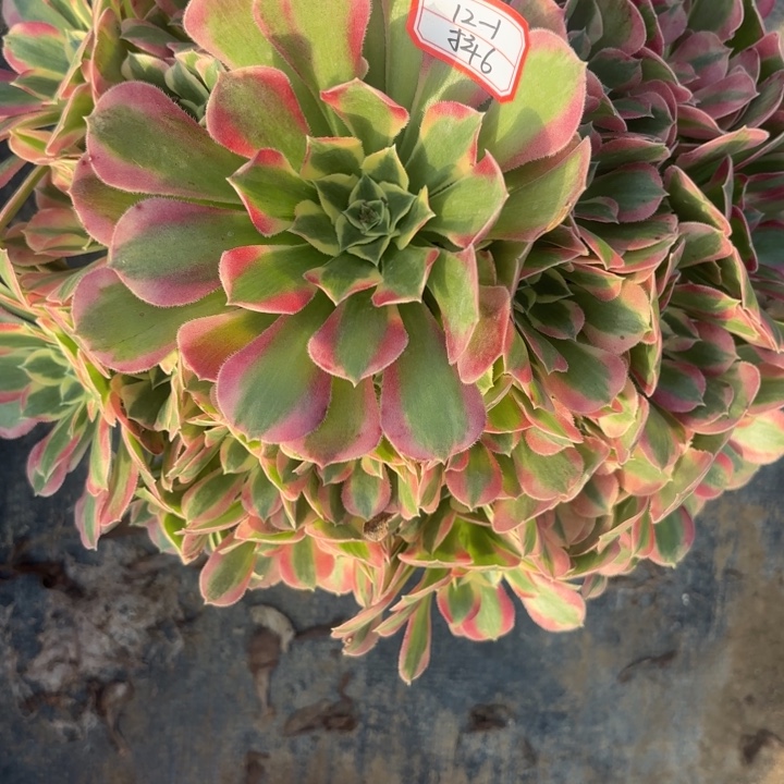 粉水晶多肉法师不包损6