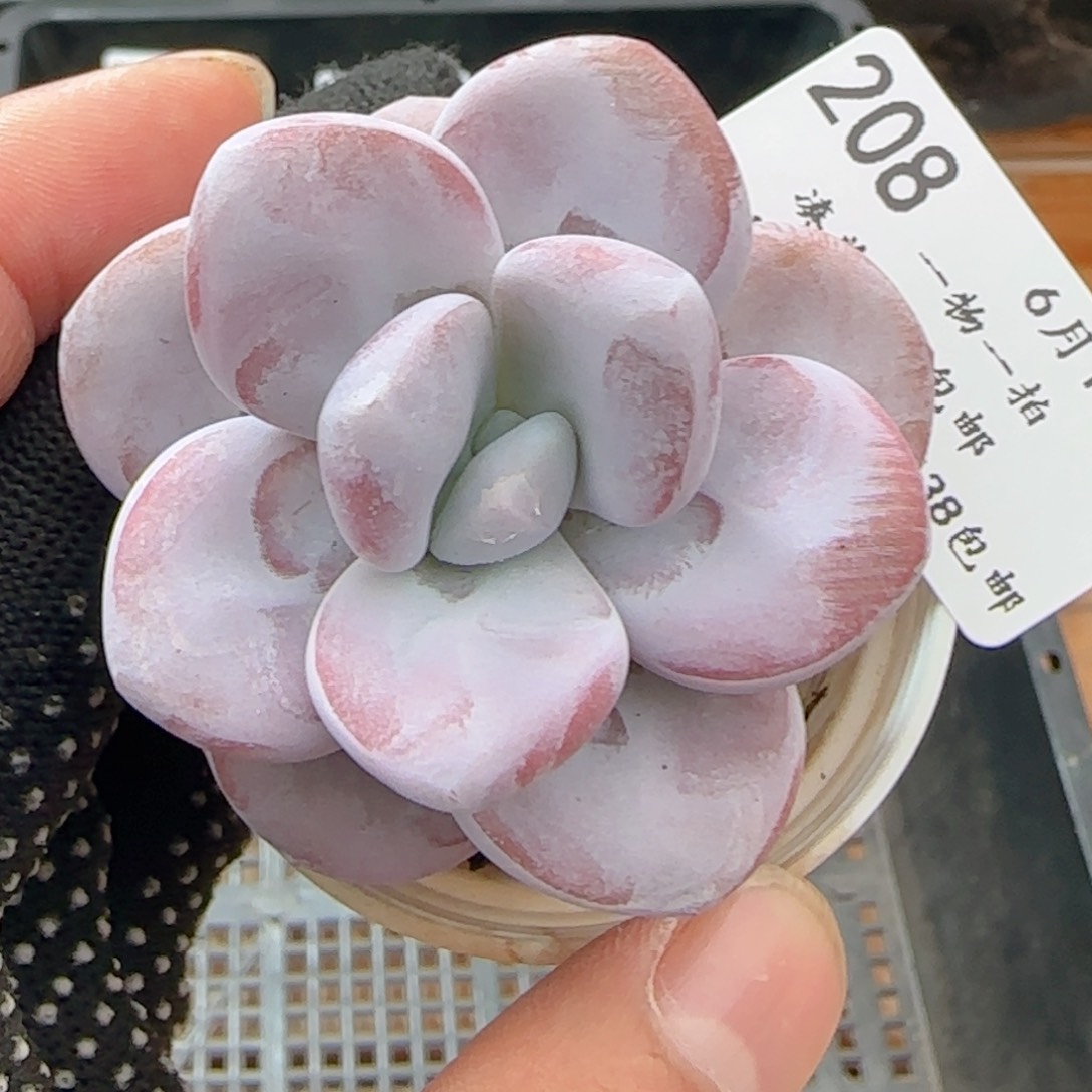 0610-208奶酪系列