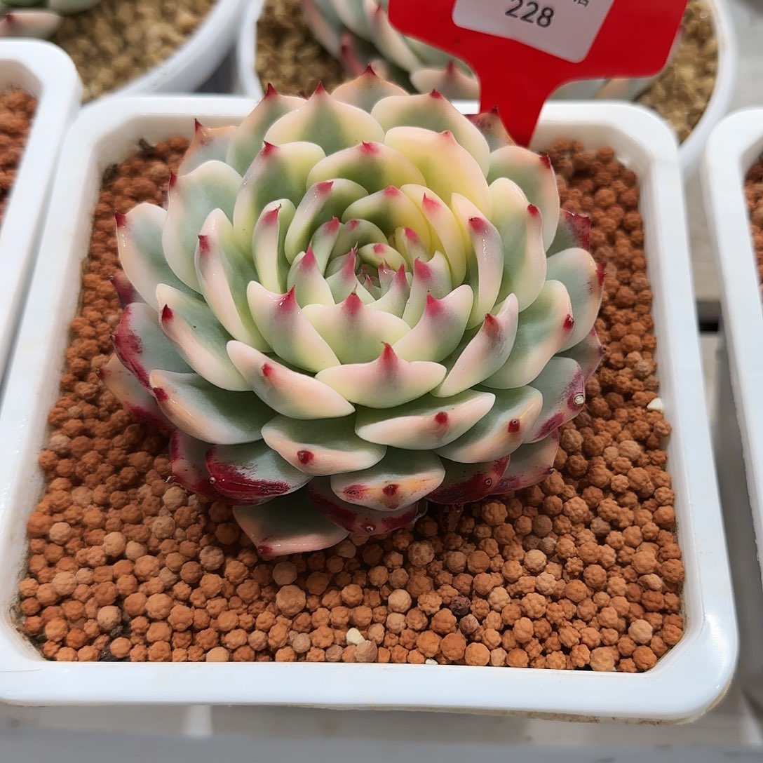 m****i228吉娃娃锦多肉植物