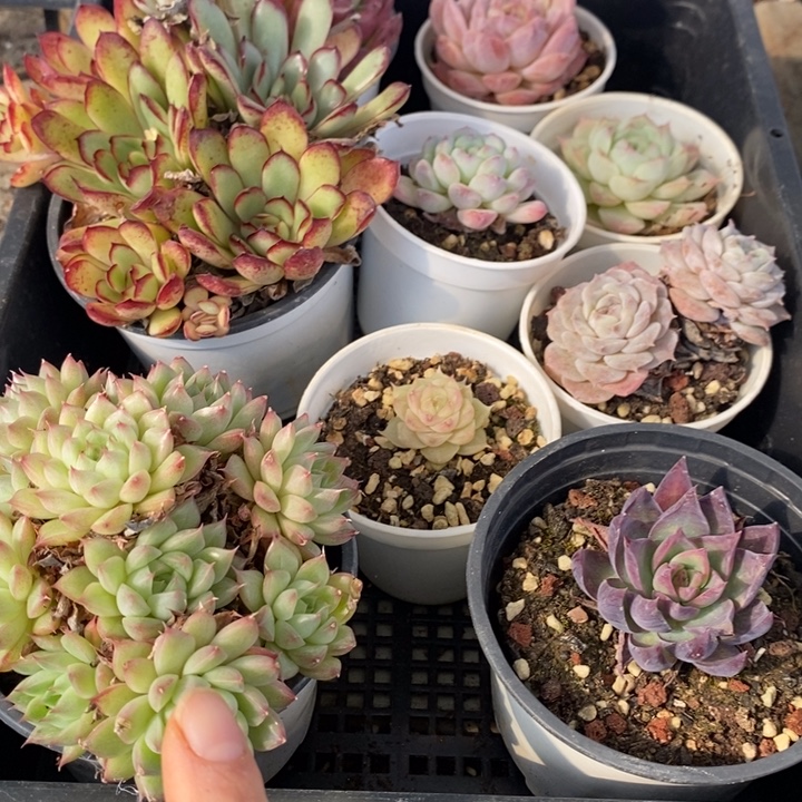 9 多肉植物盆栽花卉