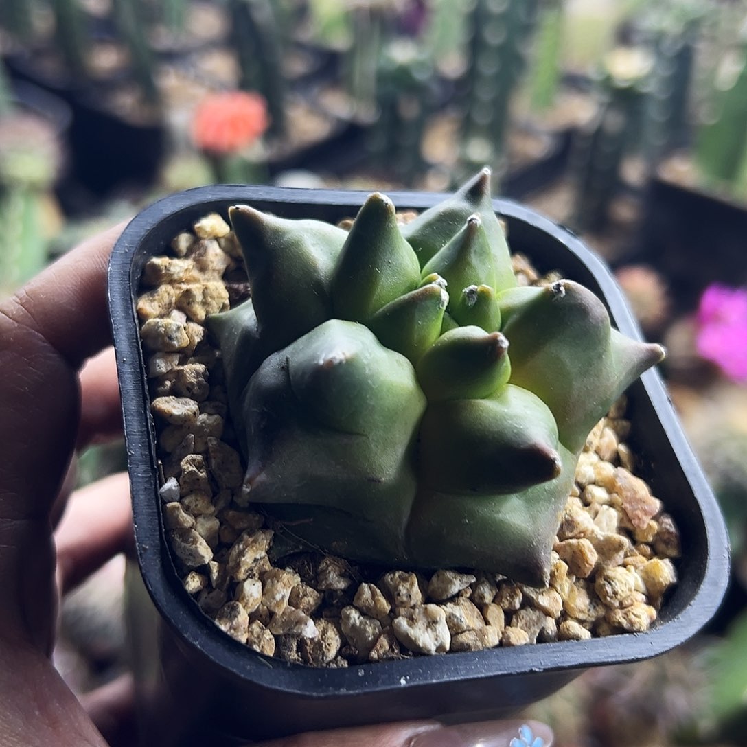 红叶角尤仙人球11111111