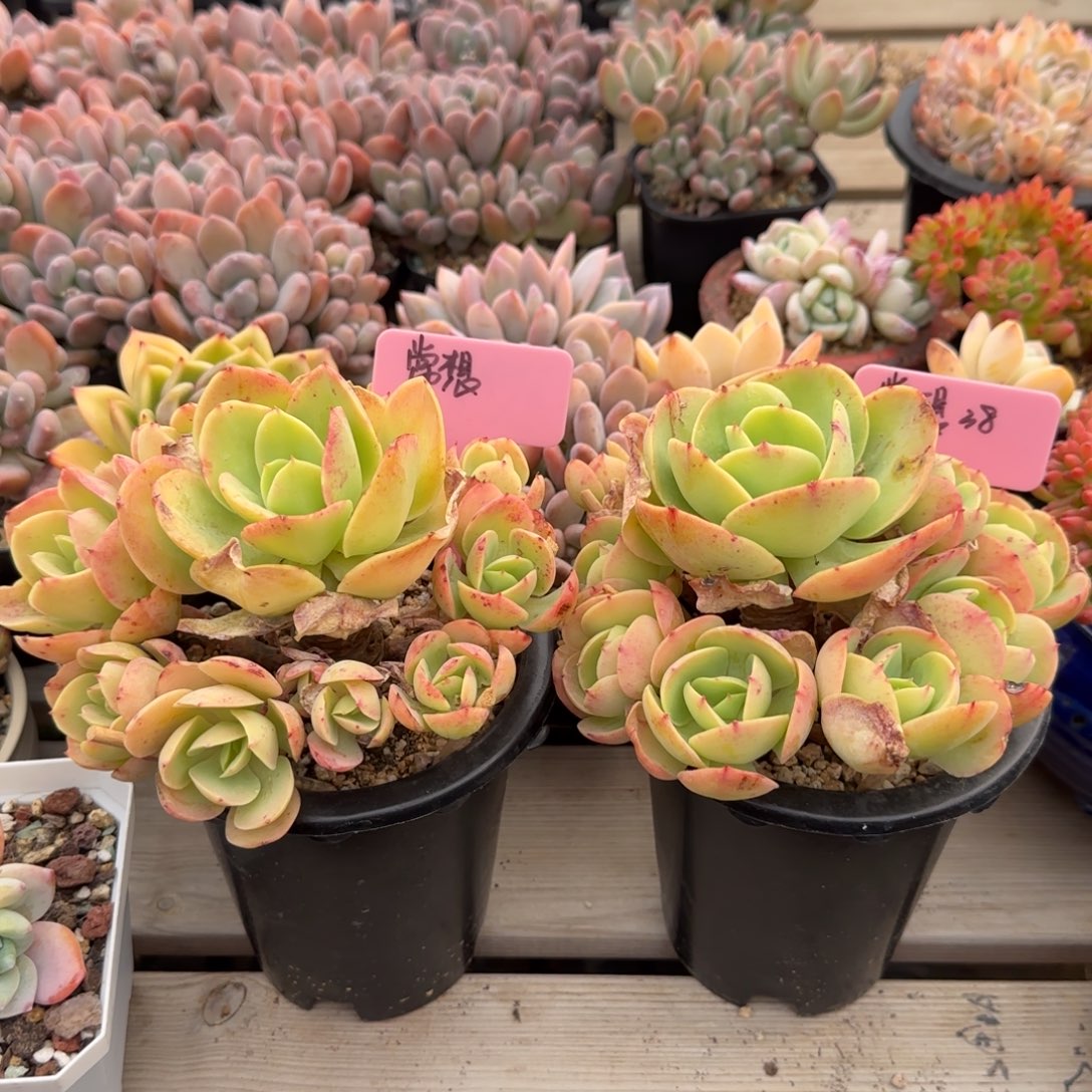 碧桃老桩五十包邮