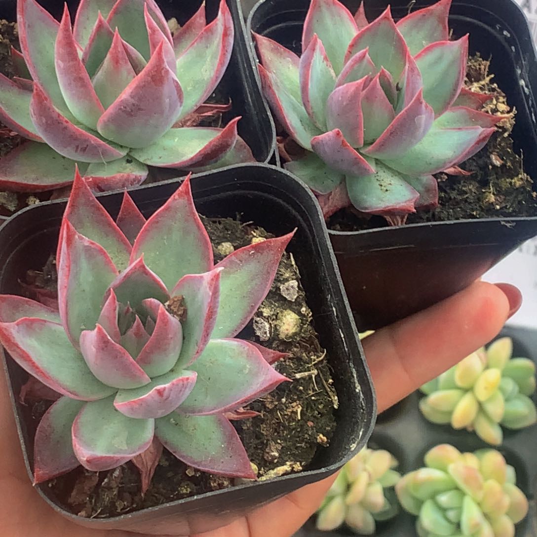 惊鸿仙子 特价  （满9.99包邮不满9.99发叶子）