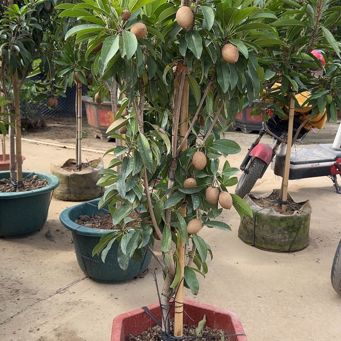 九***七无花朵果树1111111111111