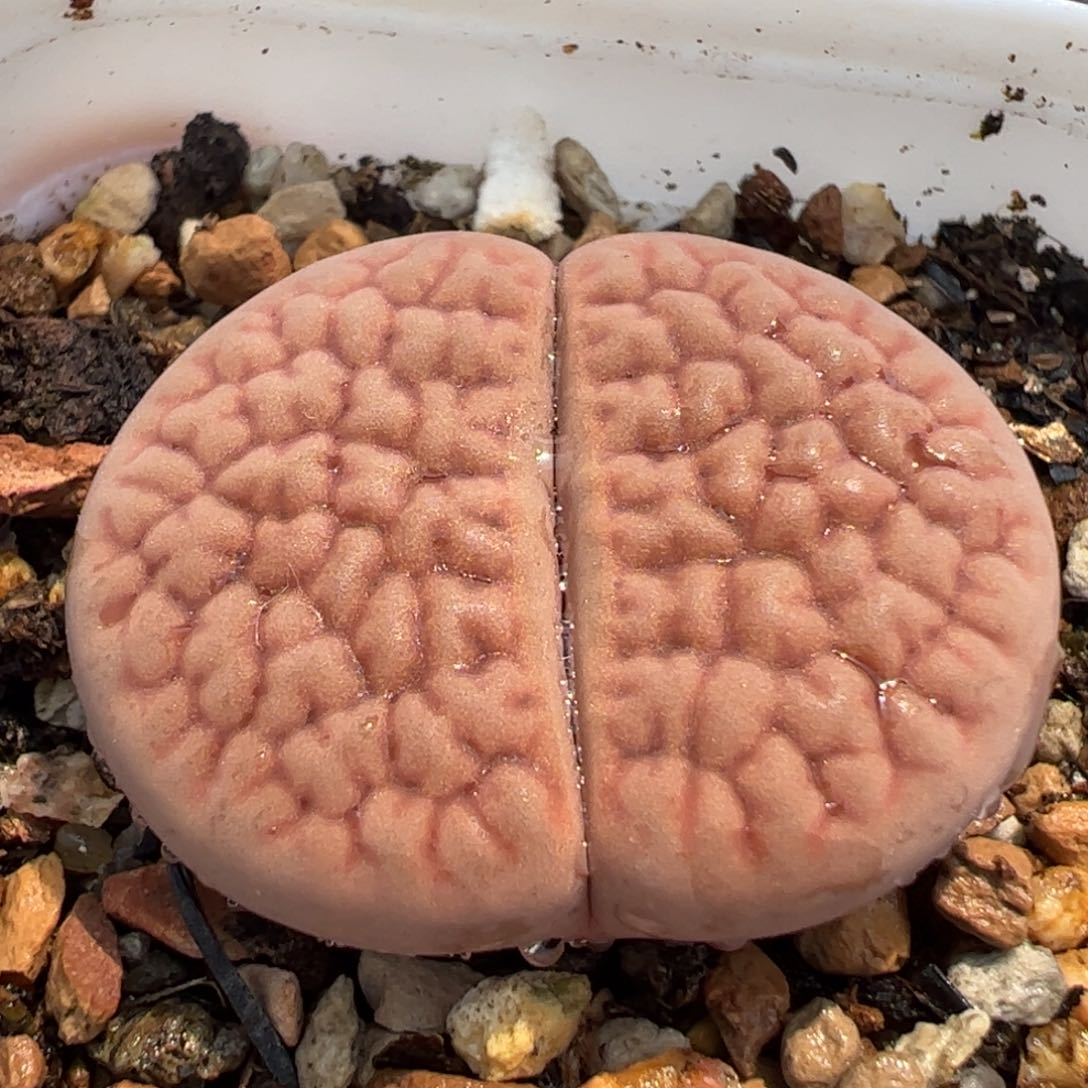 142多肉植物百科