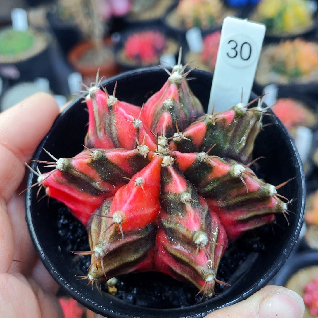 非偏远地区满25包邮仙人球