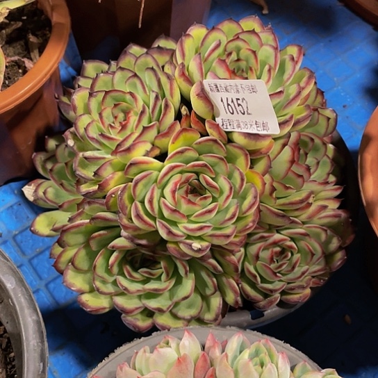 ?****?肉酱16152多肉