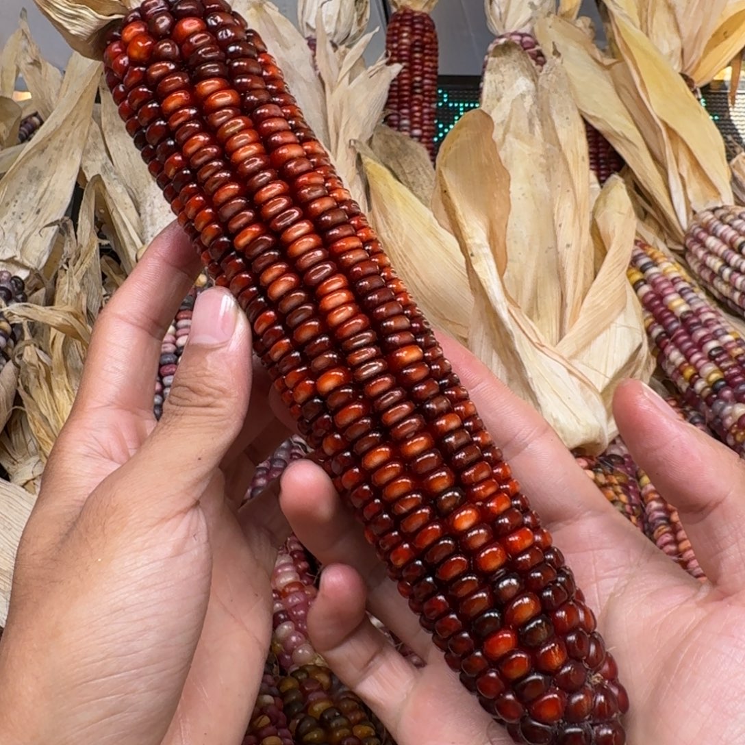 妞***柏香籽/百香籽吊坠