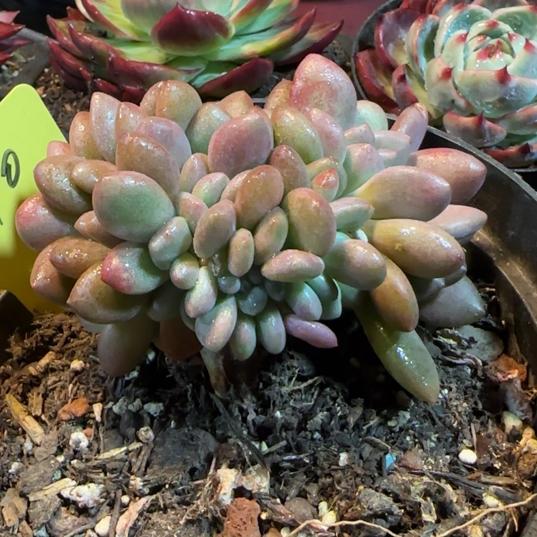 桃花源缀惊鸿一物一拍包装收缩花旱340