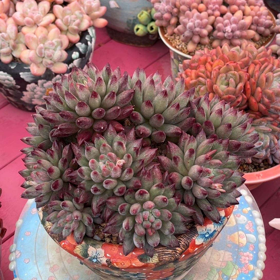 高桩虞美人一物一拍