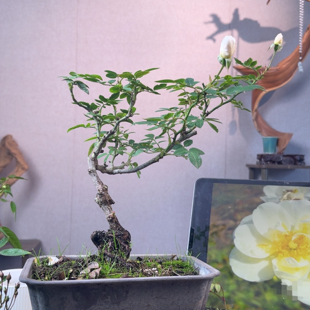 岚***少量花朵（建议范围：2朵-5朵 或40%以下）