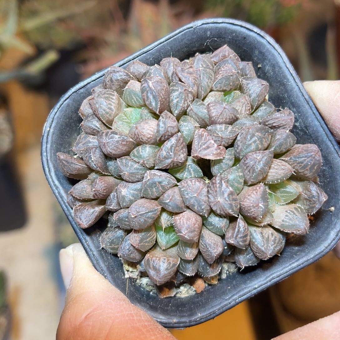 楼兰大群一物一拍