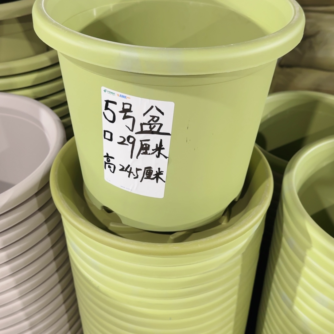 塑料四季5号果绿10个带拖