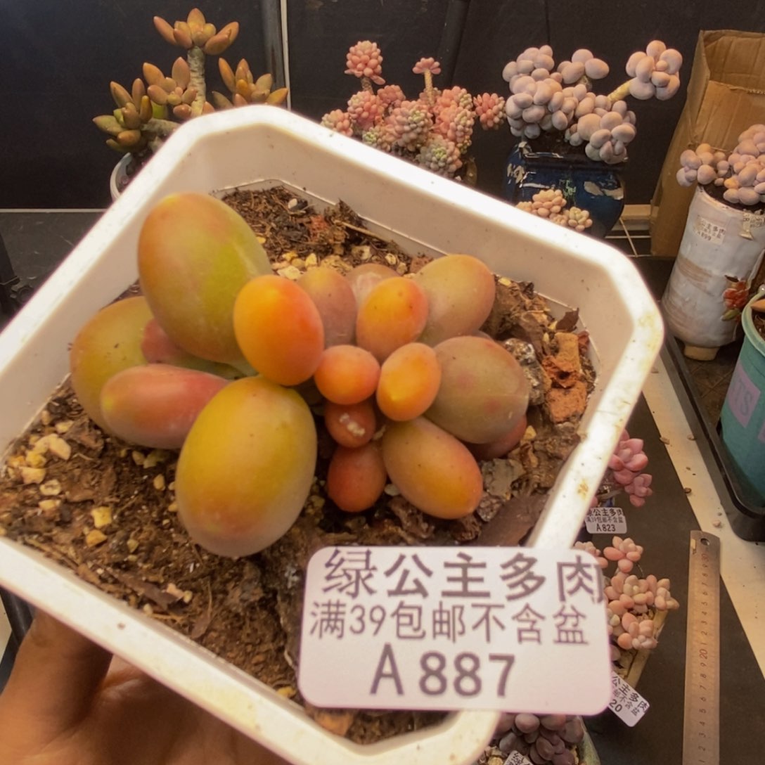 887芒果奶多肉4cm
