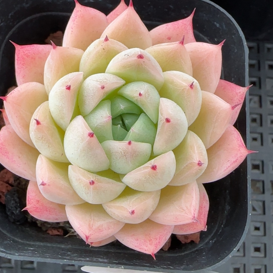 花语逸镜0224-96
