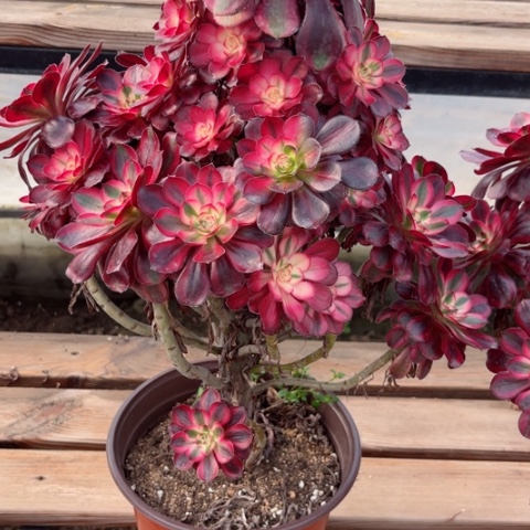 绞*机多肉植物香奈儿锦。