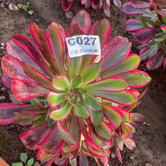 027香奈鹅多肉植物