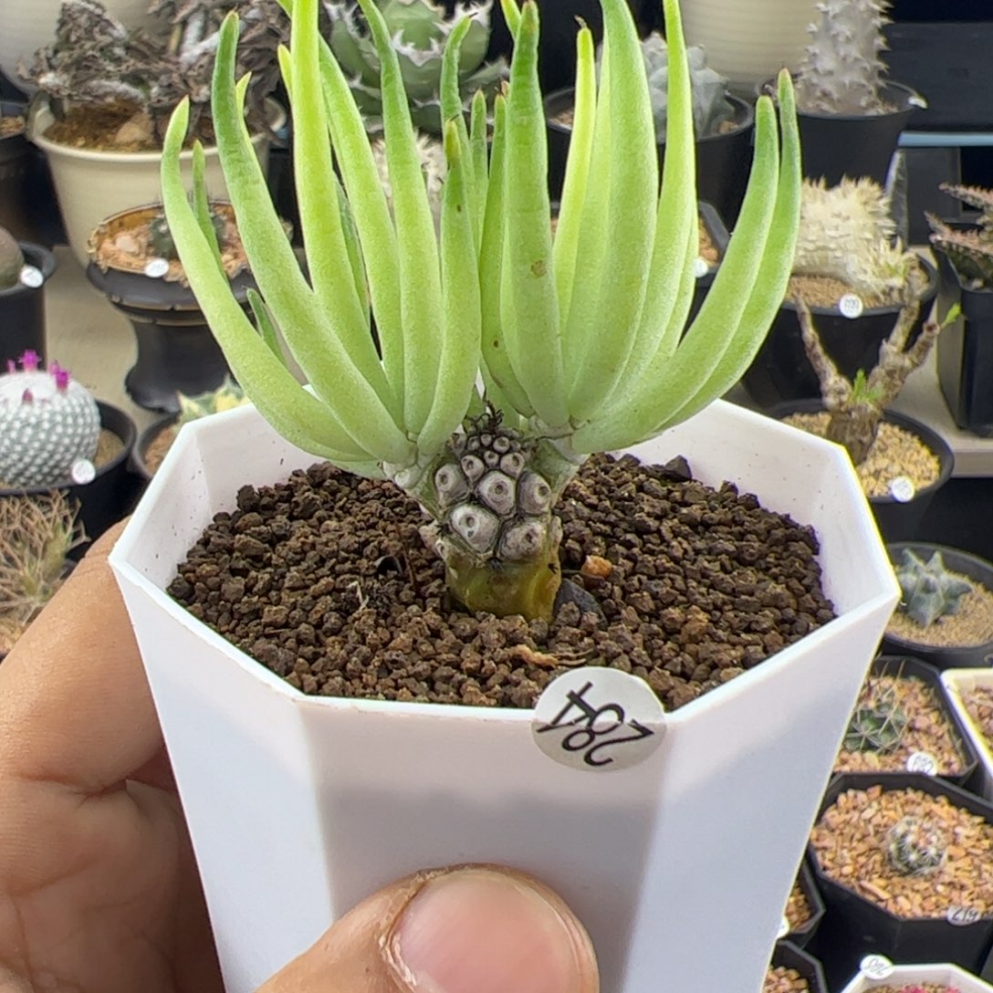 白象奇峰锦一物一拍284