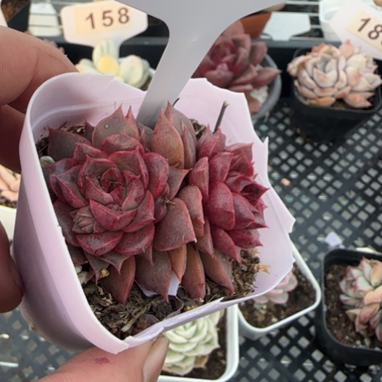 177孤品。 一物一拍多肉