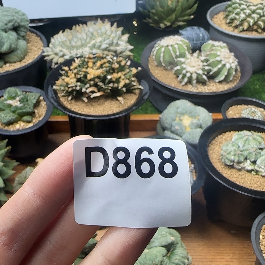 光琳推荐仙人球专拍