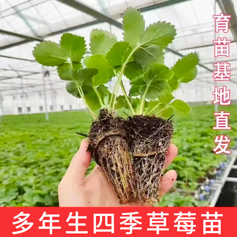 【四季草莓苗】带土家庭阳台盆栽小菜园室外种植秋冬季蔬菜苗秧