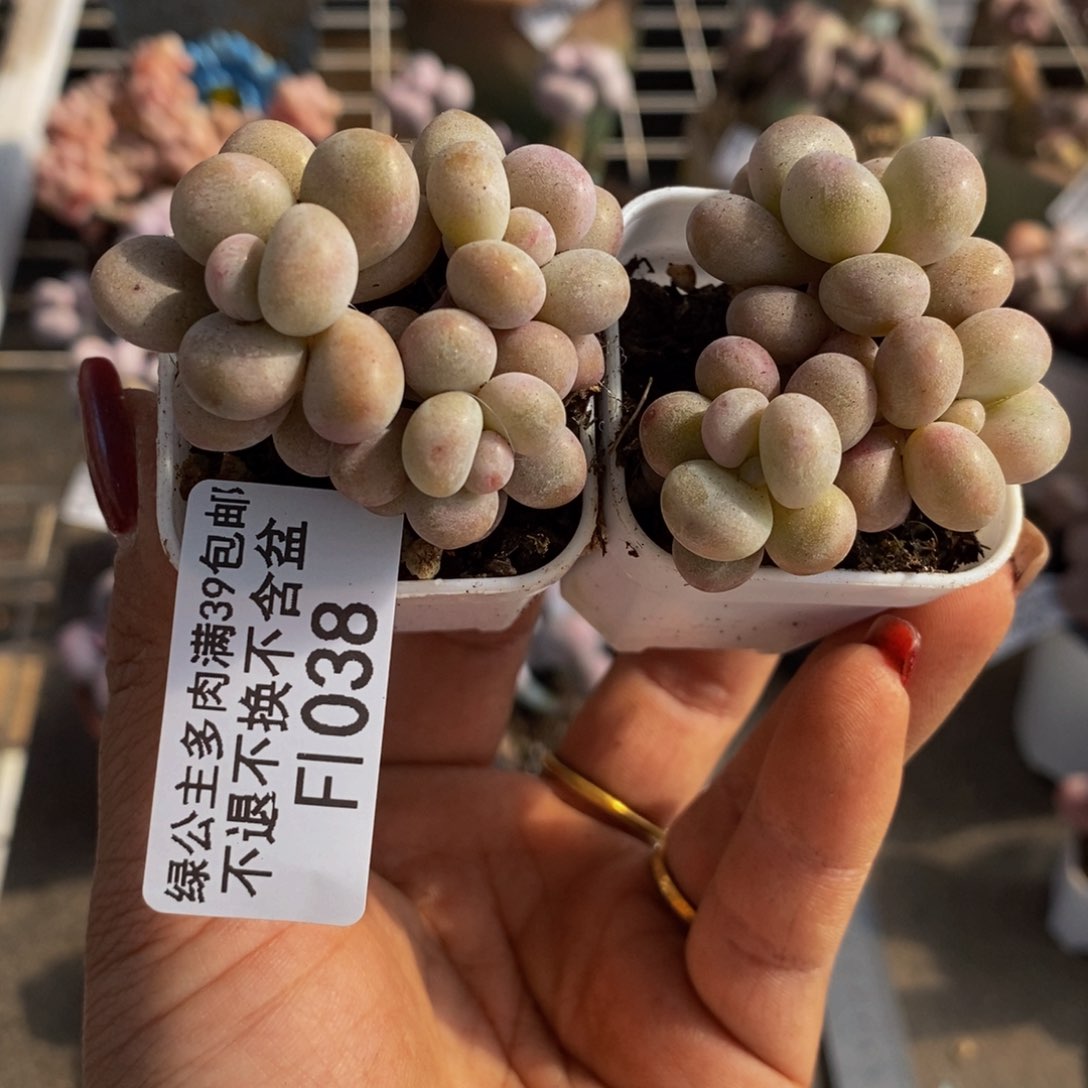 腰子桃蛋038/3c m