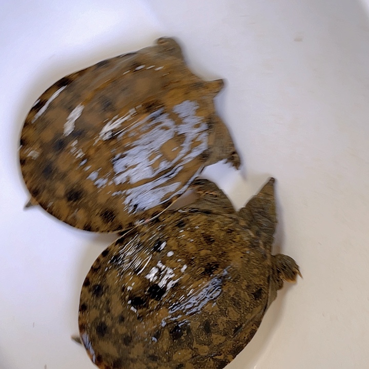 中国大陆开箱视频验货死了包陪