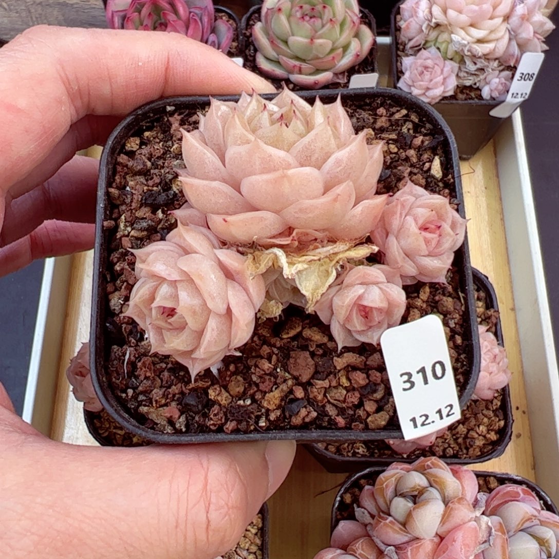 好好看310、哈哈哈哈