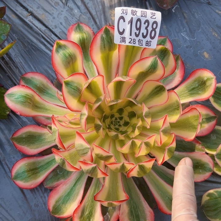 爱丽丝多肉植物法师1938