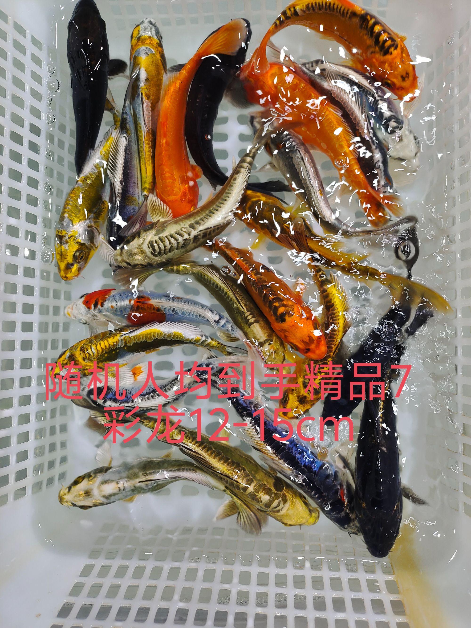 （四）随机7彩龙12-5公分冷水锦鲤观赏鱼