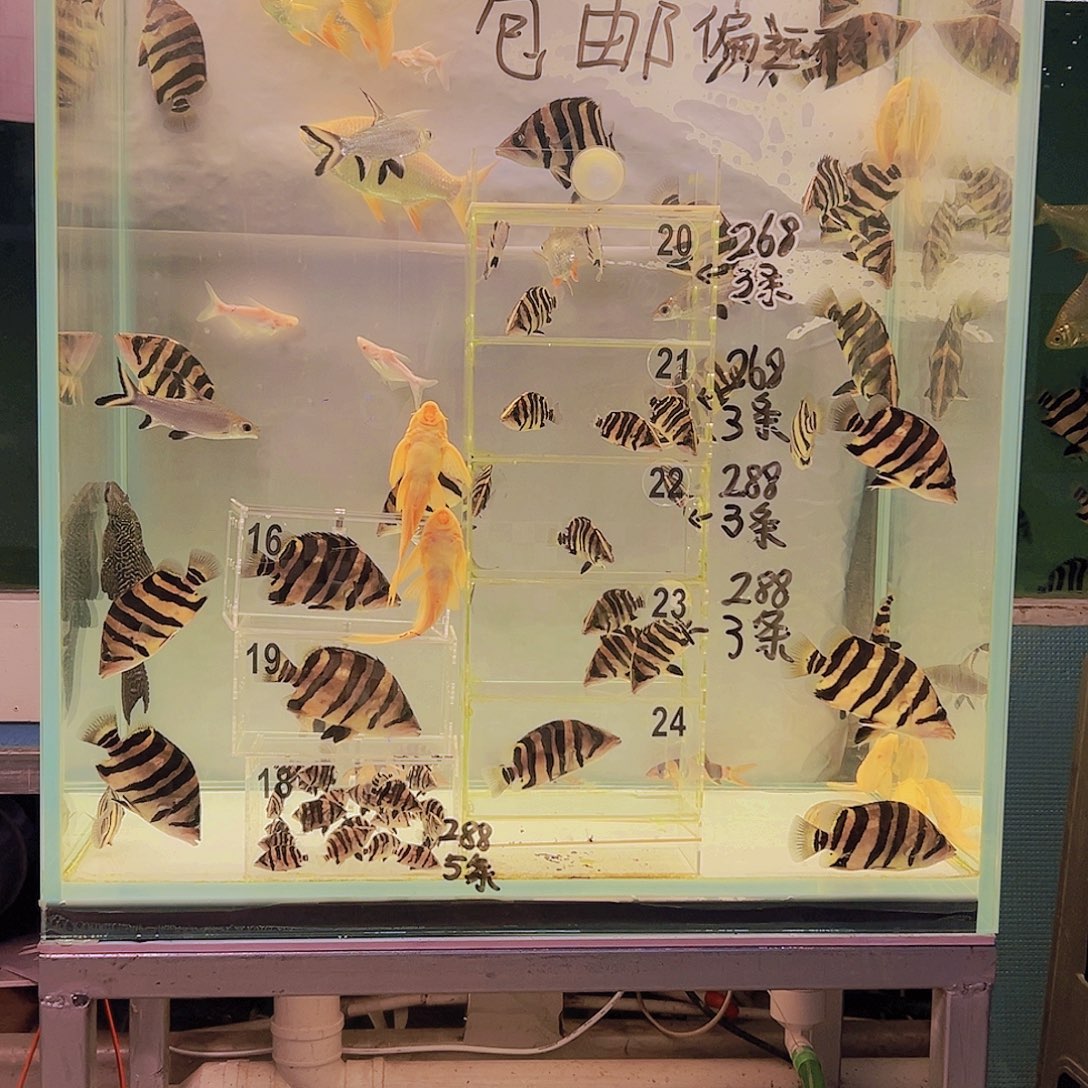 虎鱼虎鱼13共分两条