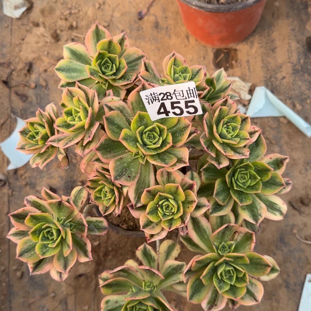 星爆多肉455满28包邮断枝不包