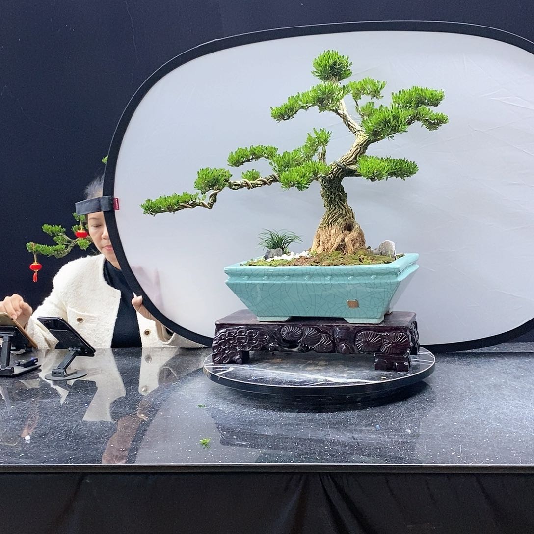 无花朵精品黄杨盆景