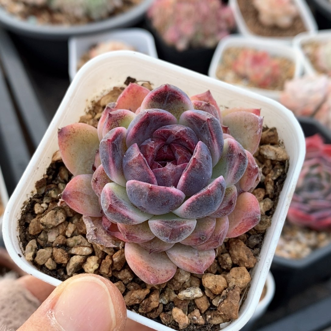 精品多肉一物一拍210